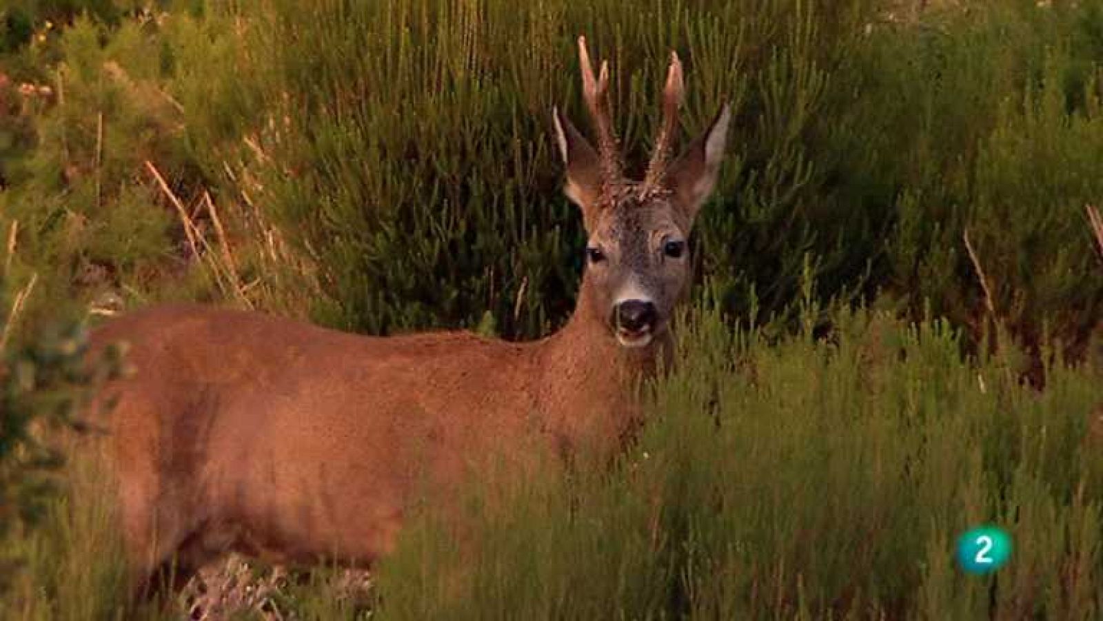 Biodiario - 08/11/12  - Ver ahora