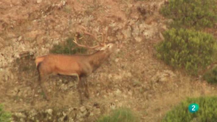 Jara y sedal - Otoño, tiempo de berrea