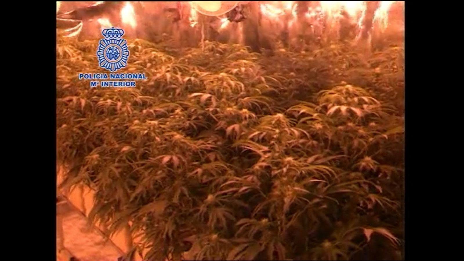 Telecanarias - 11/11/12 | Ver