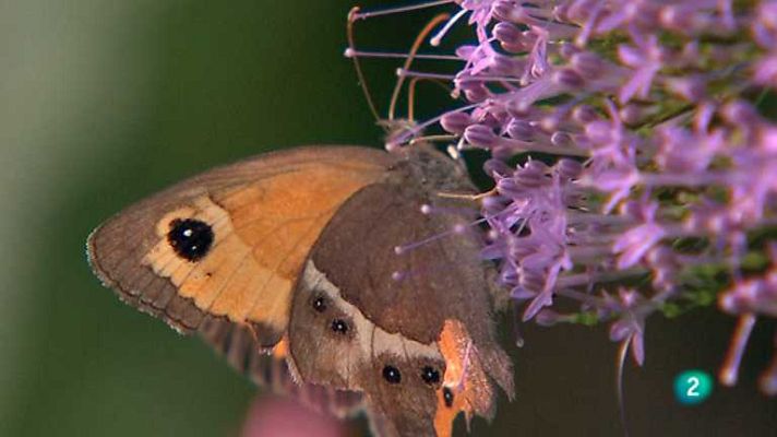 Biodiario - Biodiario - 11/11/12