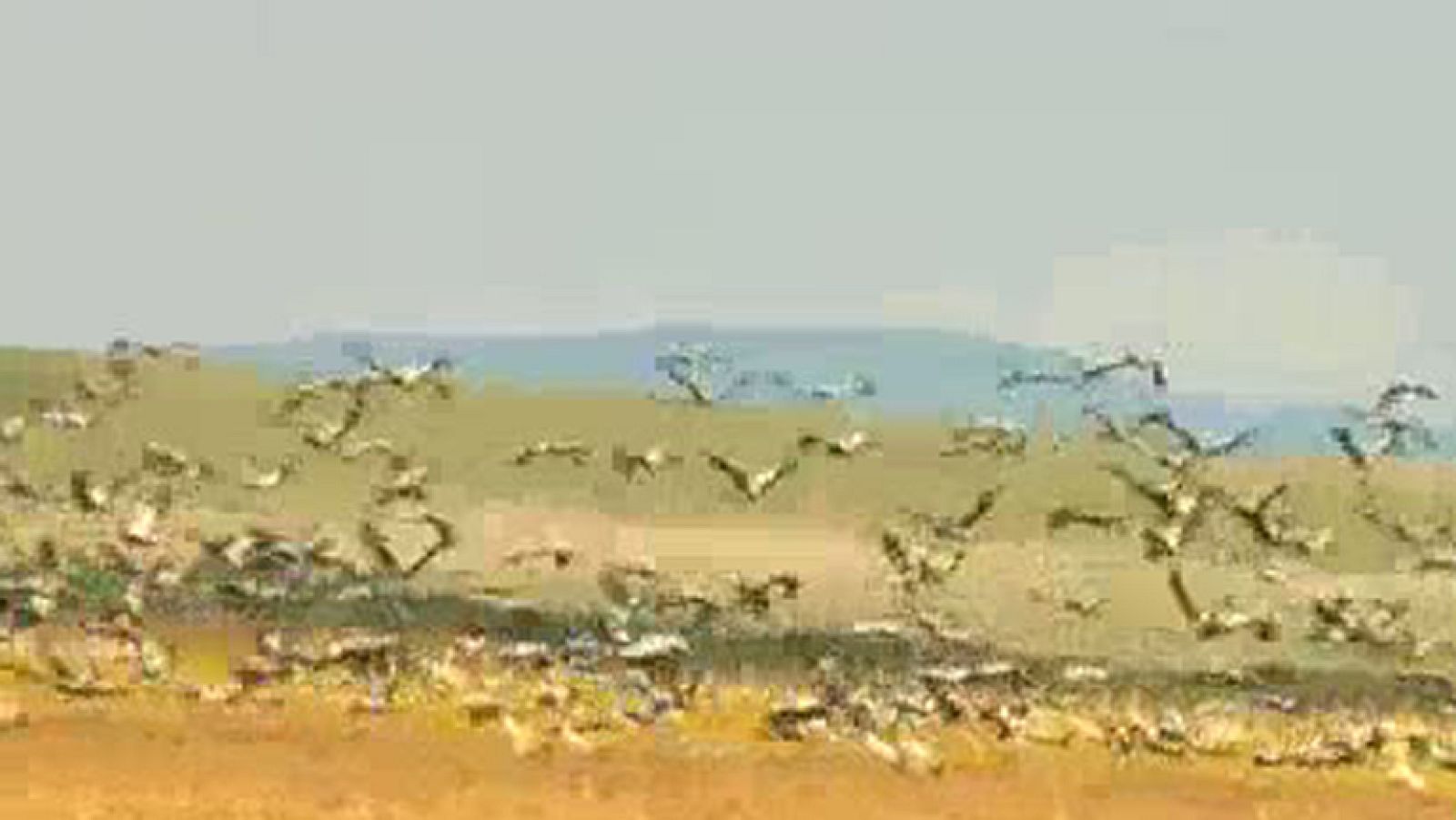 El cambio climático reduce la migración de las aves