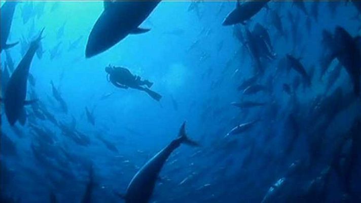 Telediario 1 - Cuotas de pesca del atún rojo