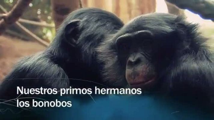 Redes - Redes - Nuestros primos hermanos los bonobos - avance