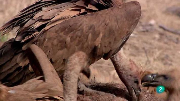 Biodiario - Biodiario - 22/11/12