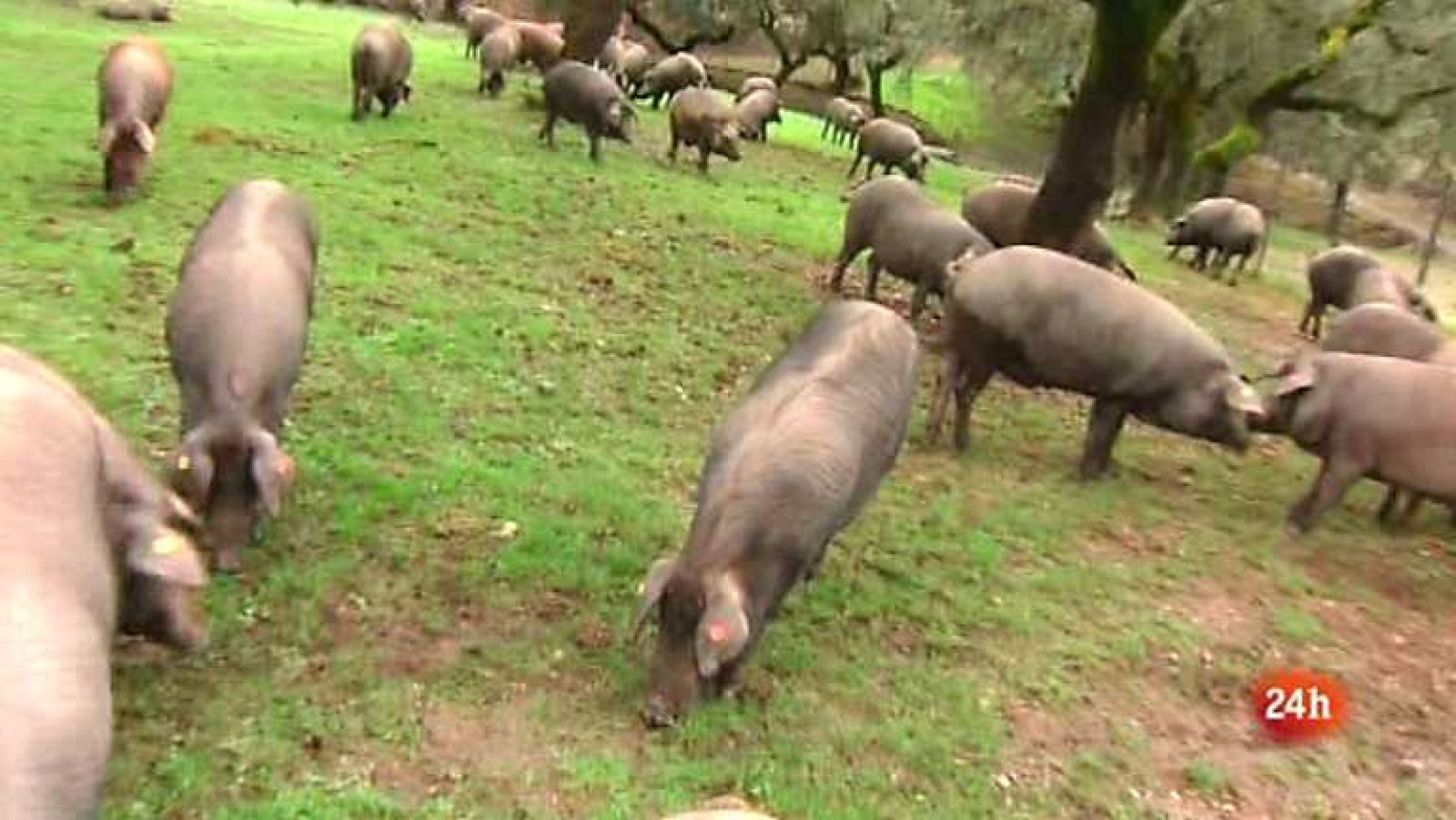 Zoom Tendencias - Sierra de Aracena - 24/11/12 - Ver ahora