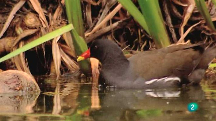 Biodiario - Biodiario - 25/11/12