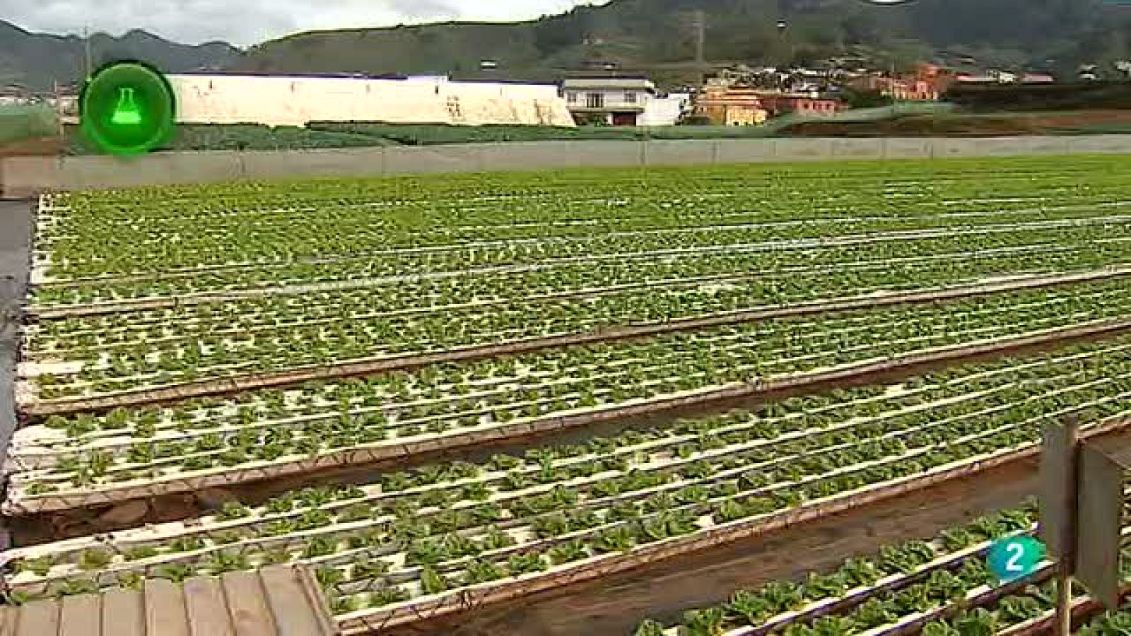 Agrosfera - Laboratorio de ideas - Lechugas hidropónicas