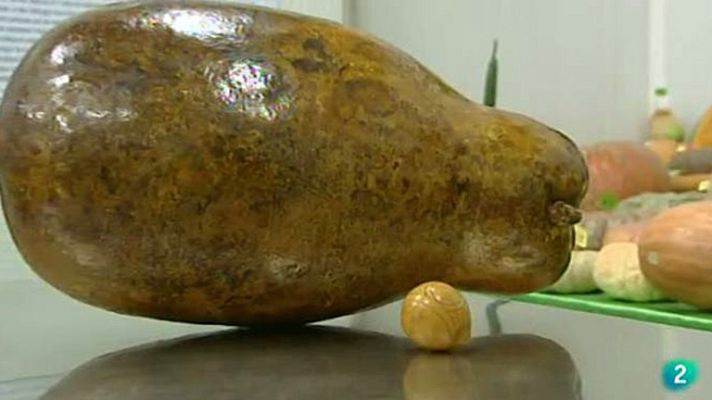 Agrosfera - Jornadas de calabaza
