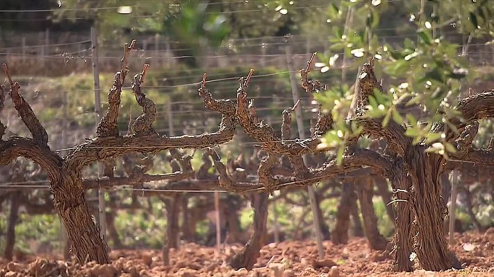 L'Informatiu - La Generalitat presenta dos projectes per portar aigua de l'Ebre per garantir el reg de conreu al Priorat
