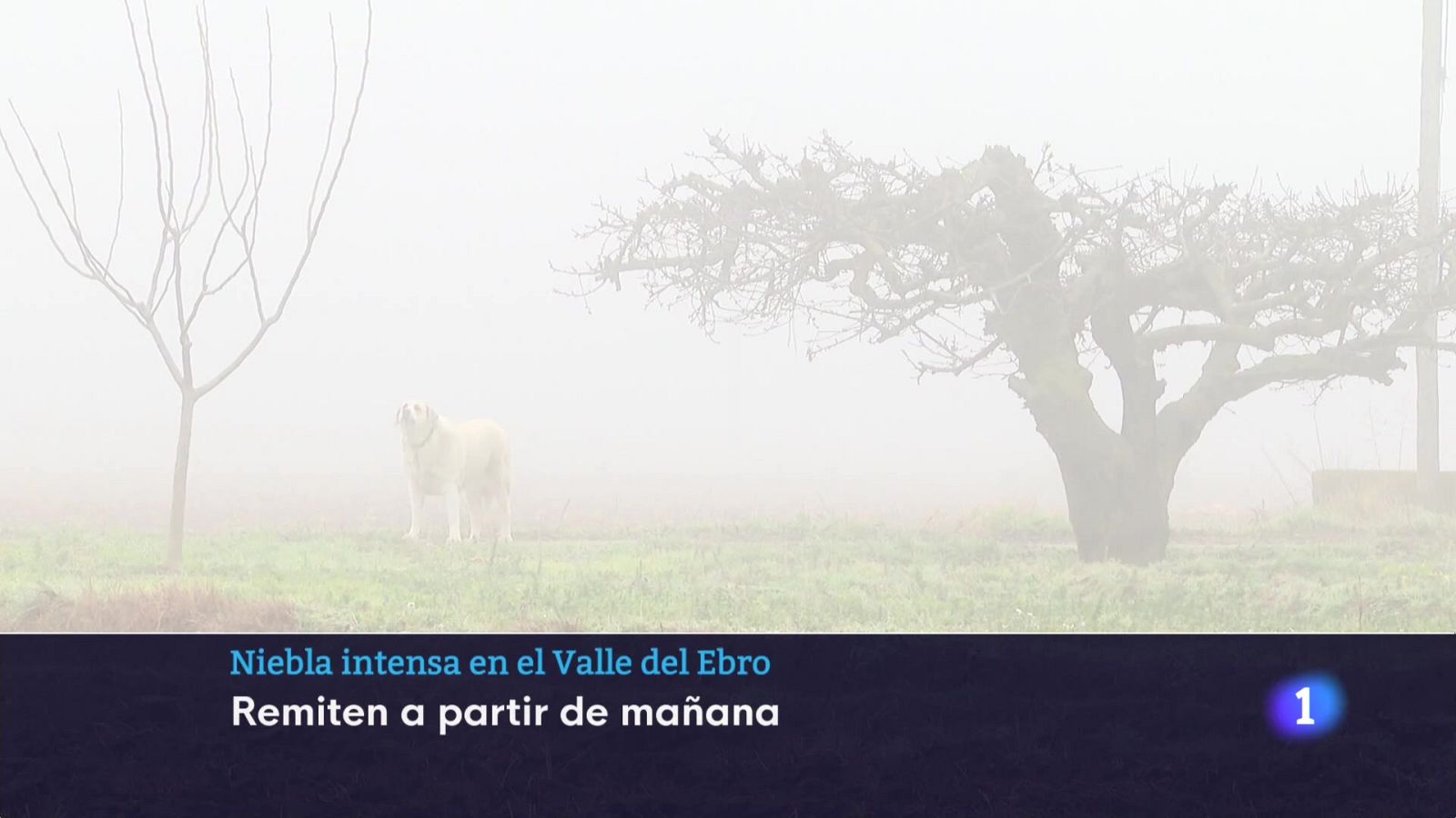 Informativo Telerioja  - 16/01/24 - Ver ahora - Informativo Telerioja | Ver