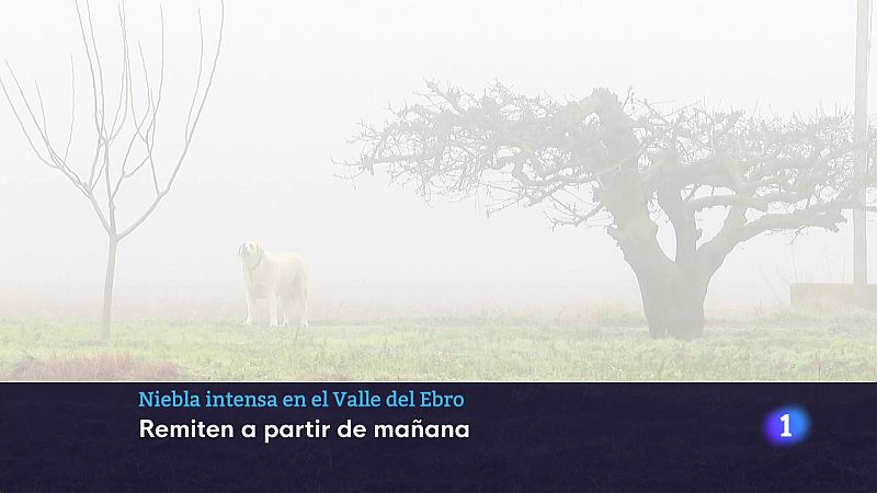 Informativo Telerioja  - 16/01/24 - Ver ahora - Informativo Telerioja | Ver