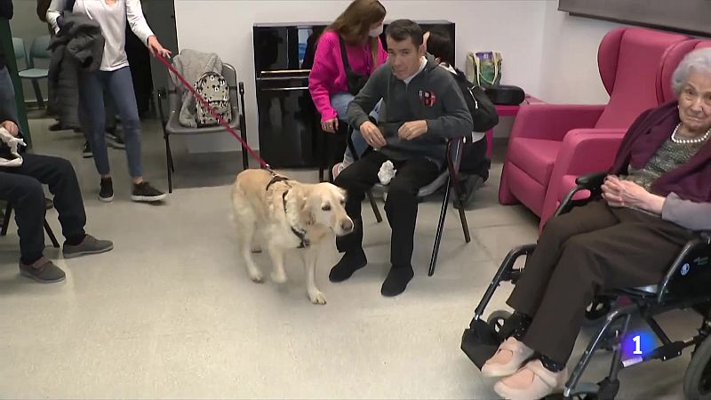 Les activitats amb gossos milloren el benestar de persones amb demència o infants amb autisme | Ver