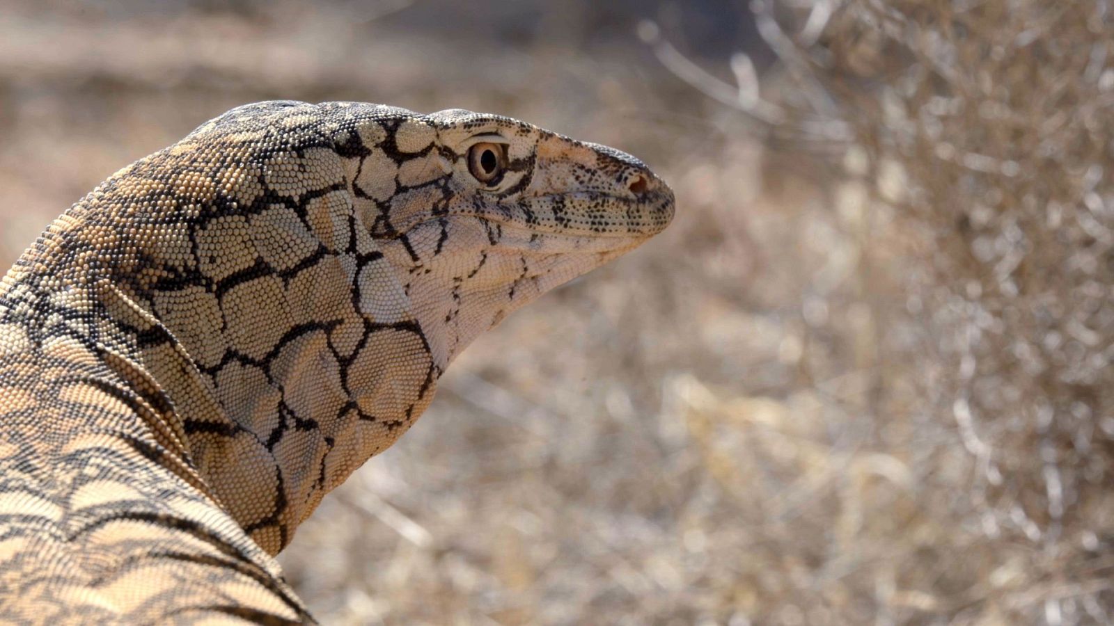 Australia indómita - Episodio 1: Desiertos del interior - ver ahora