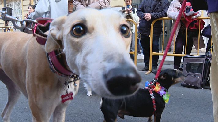 - La tradicional benedicció de les mascotes de Sant Antoni Abad o del porquet