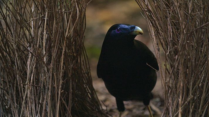 Australia indómita - Costa