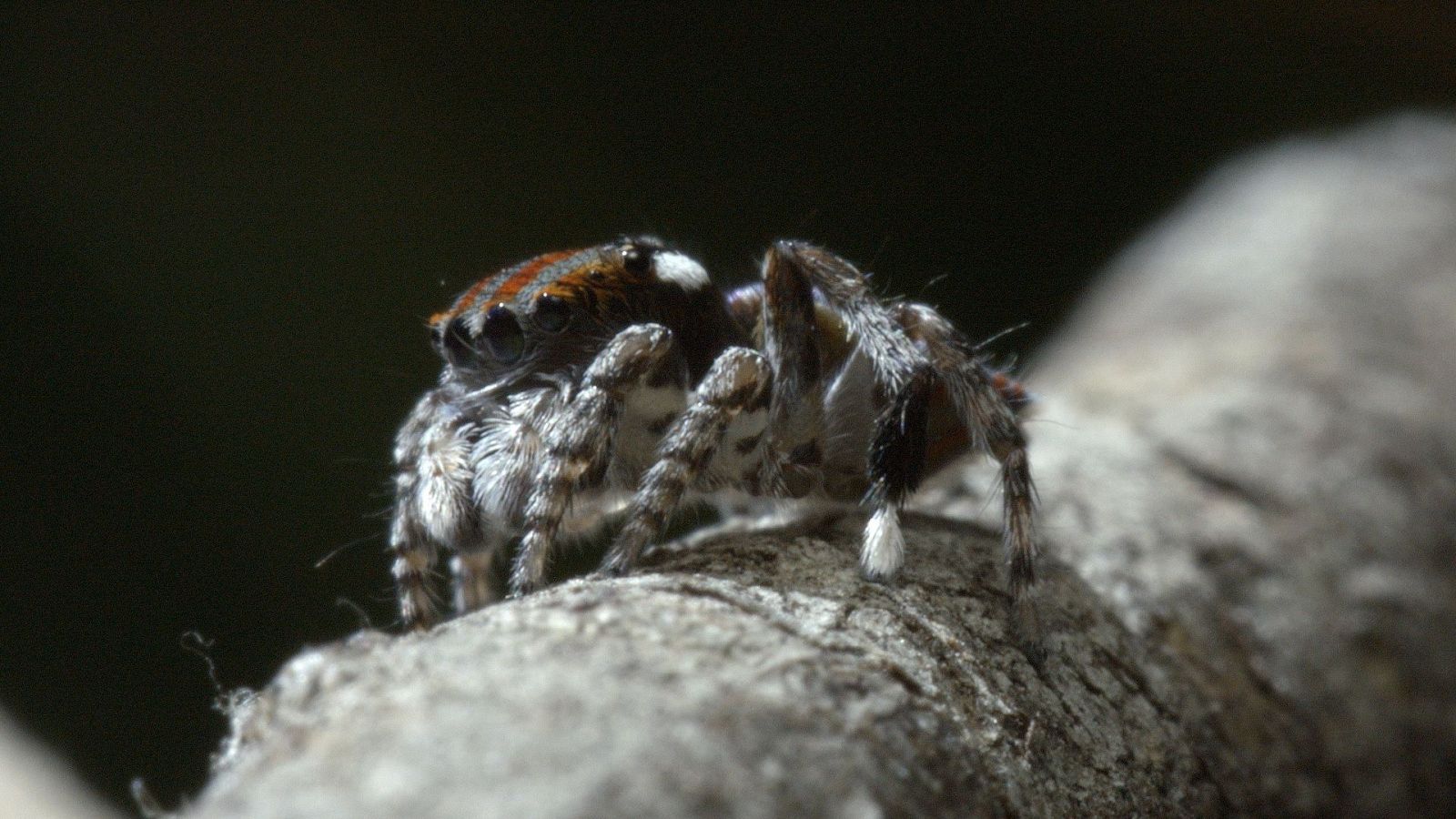 Australia indómita - Episodio 3: Bosque - ver ahora