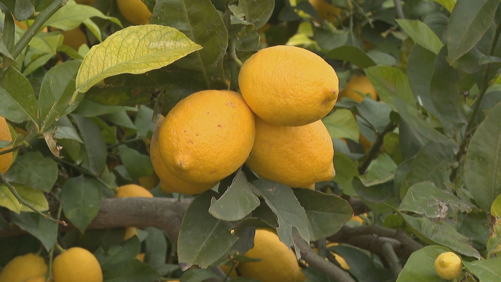 Agrosfera - 20/01/24 - ver ahora