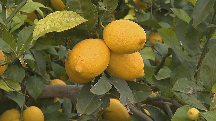 Agrosfera - Agrosfera - 20/01/24