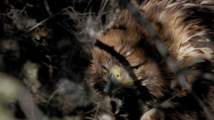 Una banda muy salvaje - Las armas del asesino