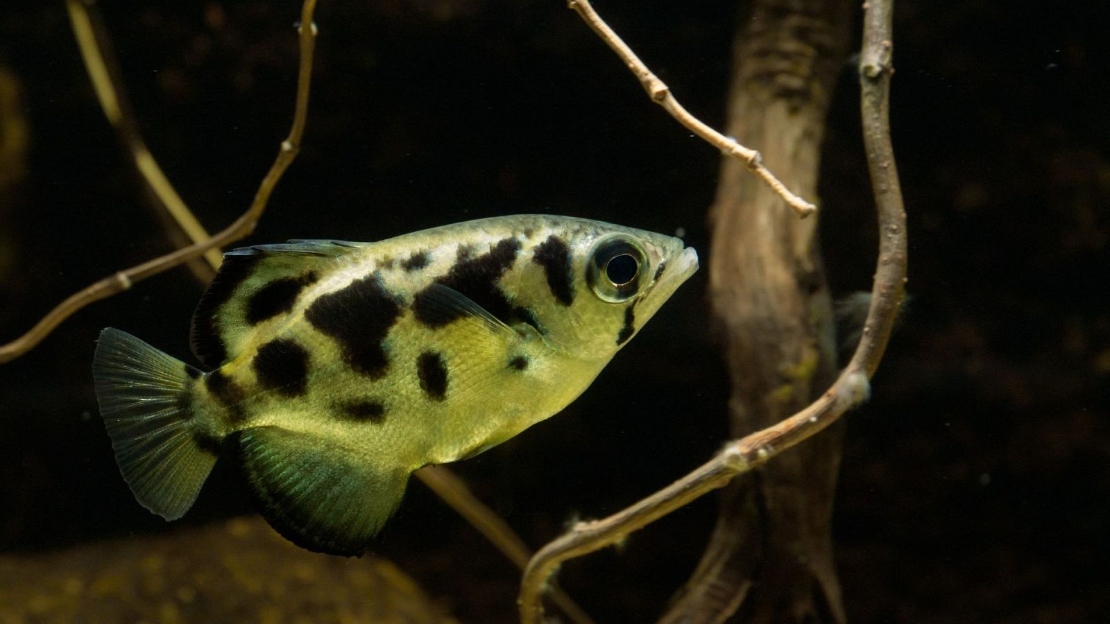 Una banda muy salvaje - Episodio 2: Cazadores fríos y calculadores - ver ahora