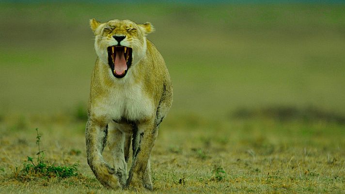 Una banda muy salvaje - Mafias y bandas