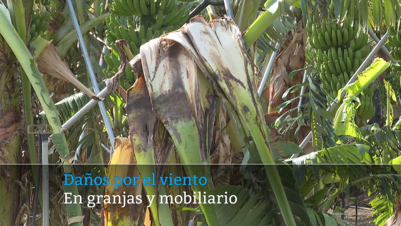 Telecanarias - 25/01/2024