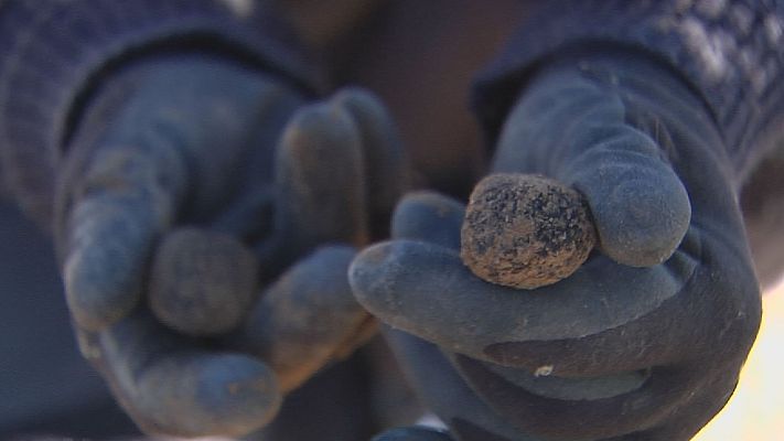  - Teruel sufre una de las peores campañas de la trufa