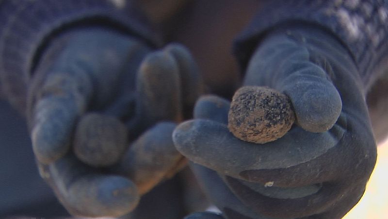 Teruel sufre una de las peores campaas de la trufa | Ver