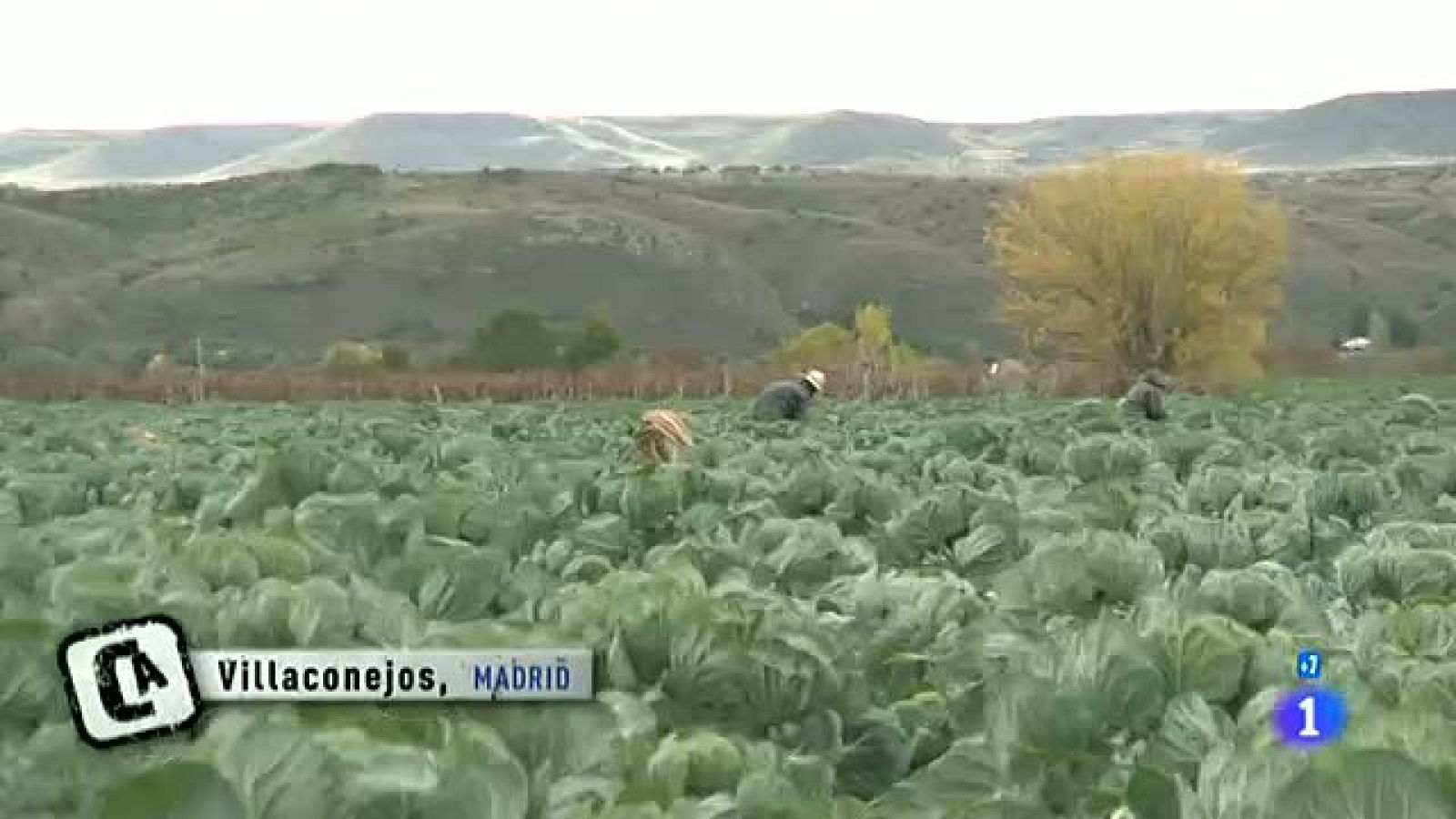 Comando actualidad - Sin billete de vuelta - Inmigrantes en el campo