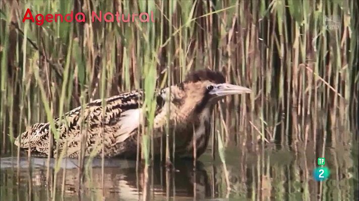 La aventura del Saber - Agenda natural