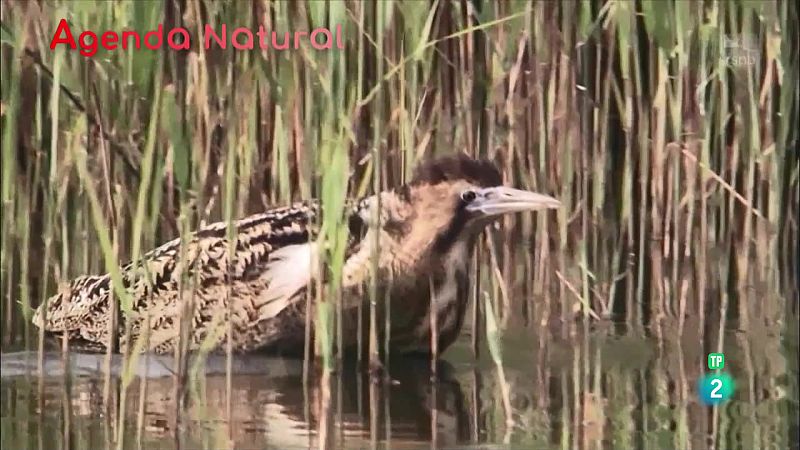 Agenda natural | Ver