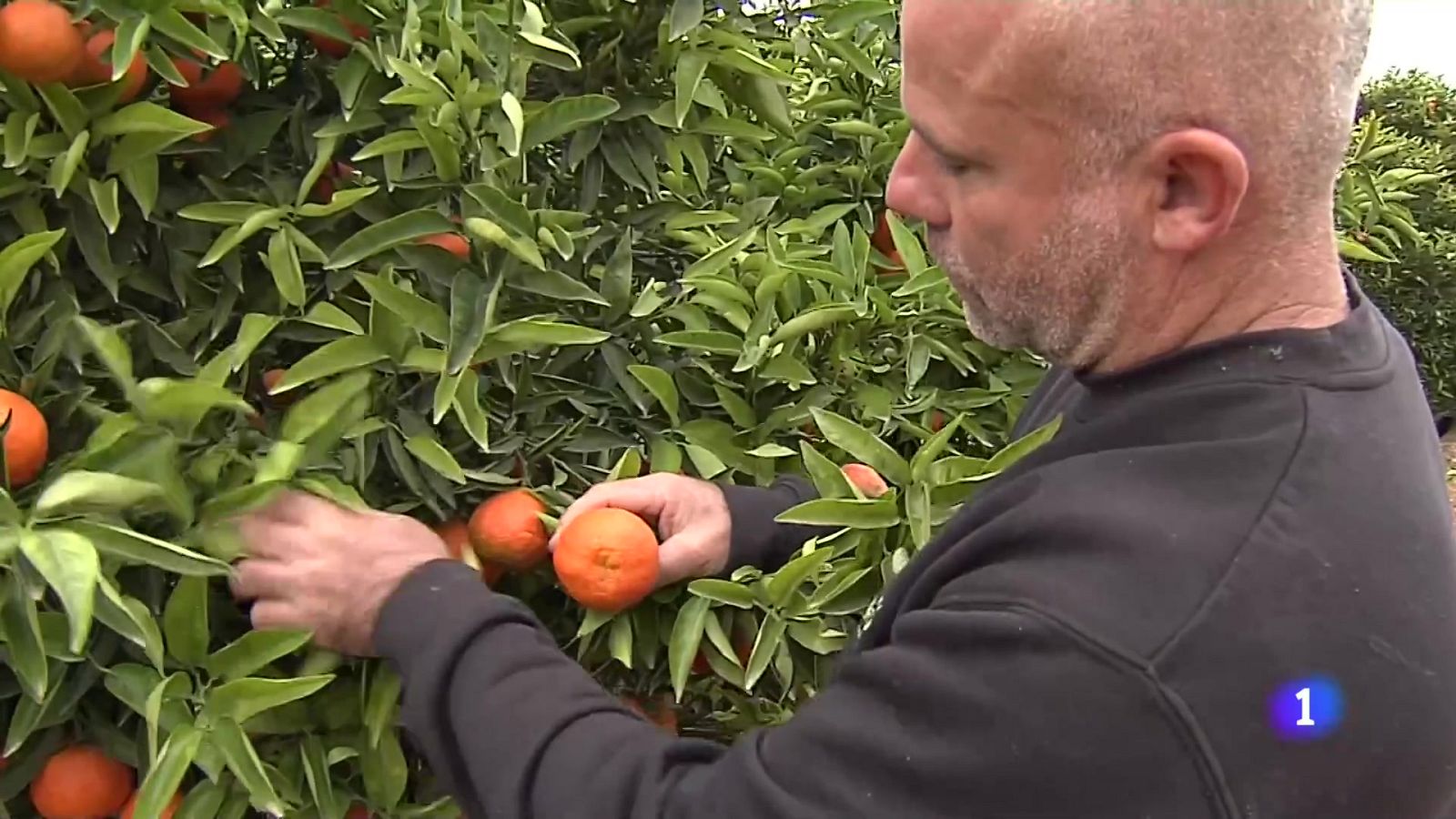 L'Informatiu de la Comunitat Valenciana 1 - 30/01/24 | Ver