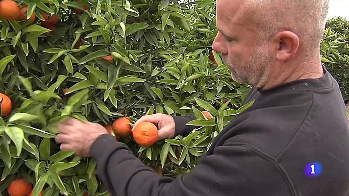 L'informatiu - Comunitat Valenciana - L'Informatiu de la Comunitat Valenciana 1 - 30/01/24