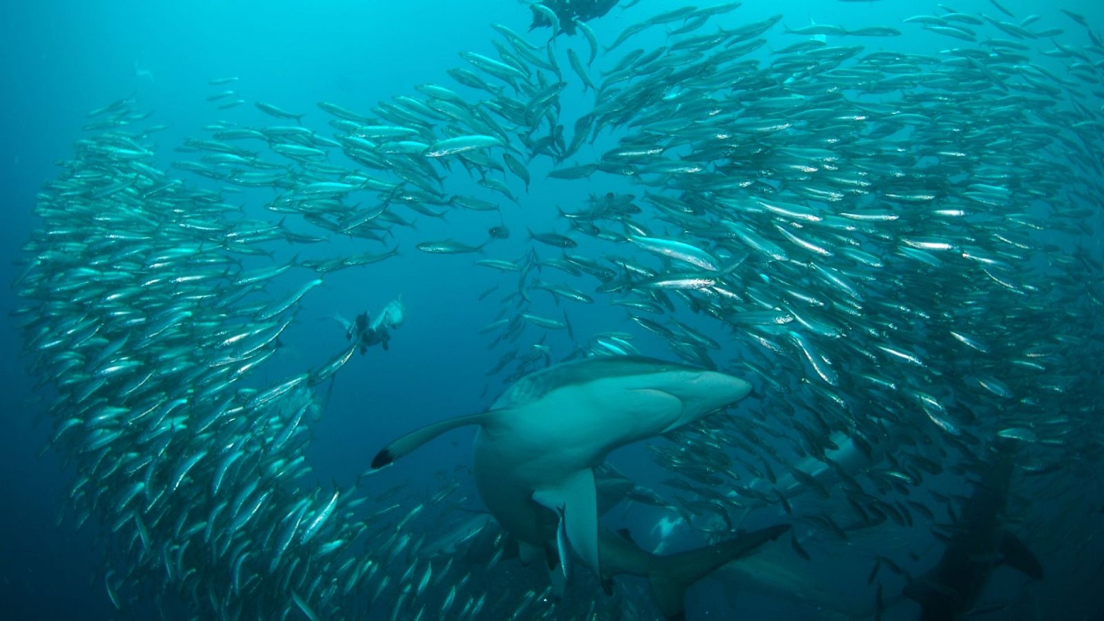 Mares supremos - Episodio 2: La carrera de las sardinas - ver ahora