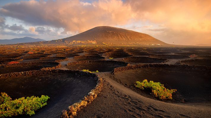 Telediario 1 - La falta de agua y el calor alteran el ciclo de los viñedos canarios