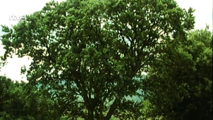 Nuestros árboles - La sabina