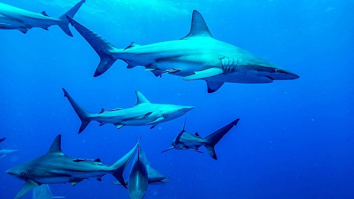 Mares supremos - Episodio 3: Tiburones