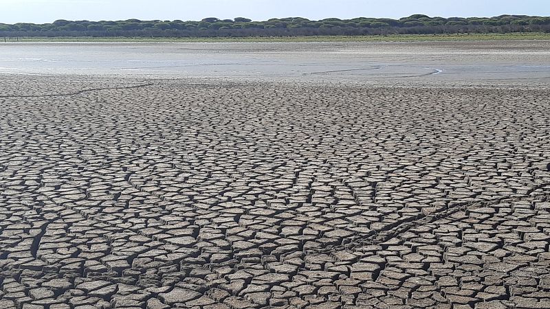 La biodiversidad de Doñana, en peligro tras el año con menos lluvias de los últimos diez