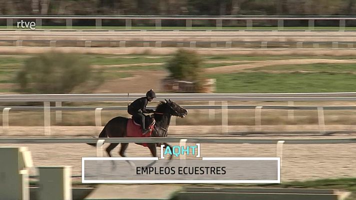 Aquí hay trabajo - Empleos ecuestres