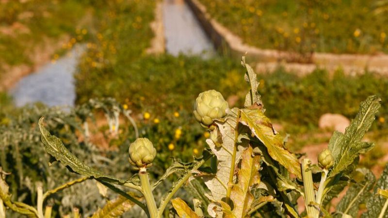 Telediario 1 en cuatro minutos - 02/02/24 – RTVE.es | Ver