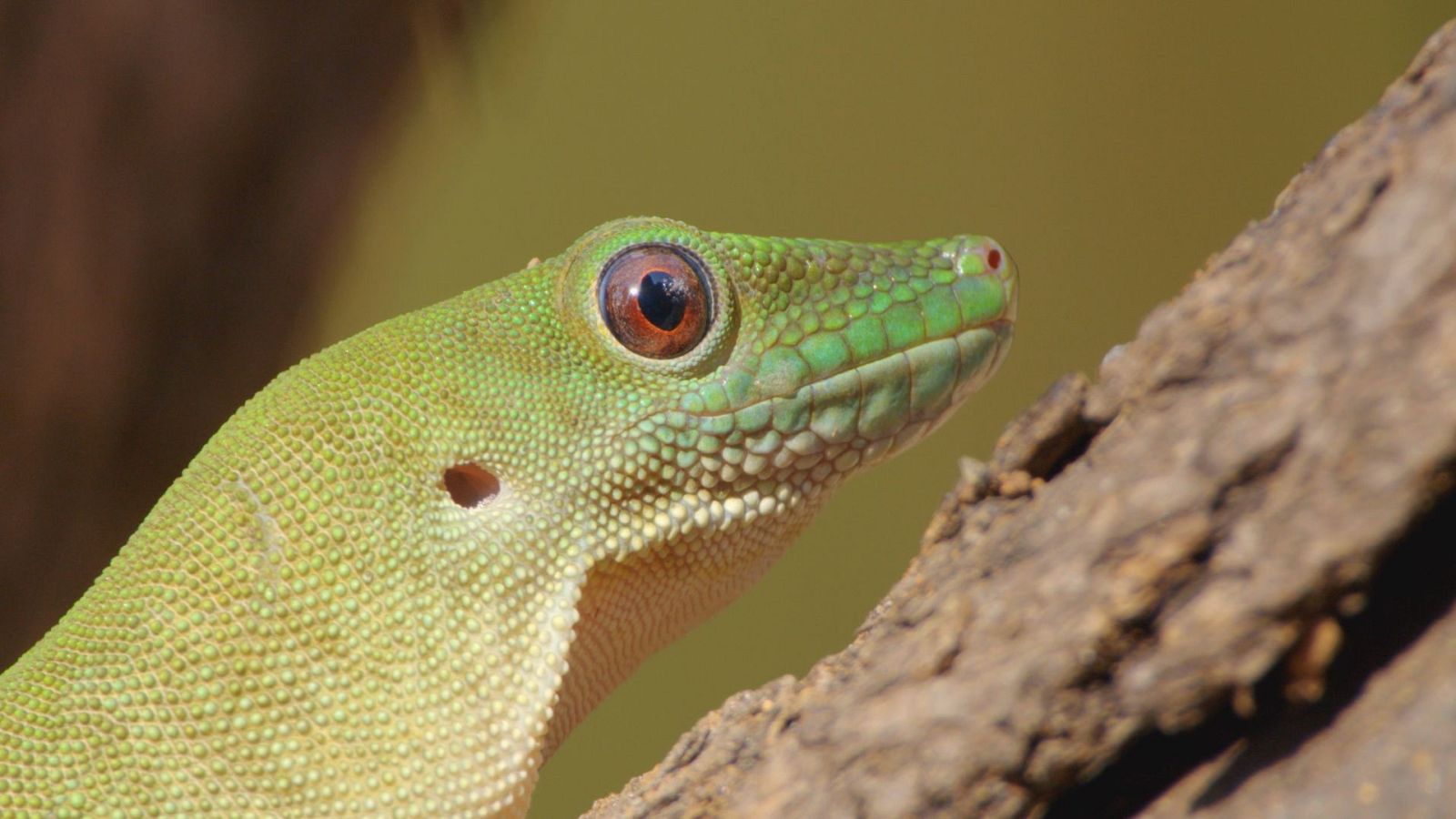 Maravillas salvajes de Madagascar - Episodio 2: Bosques asombrosos - ver ahora