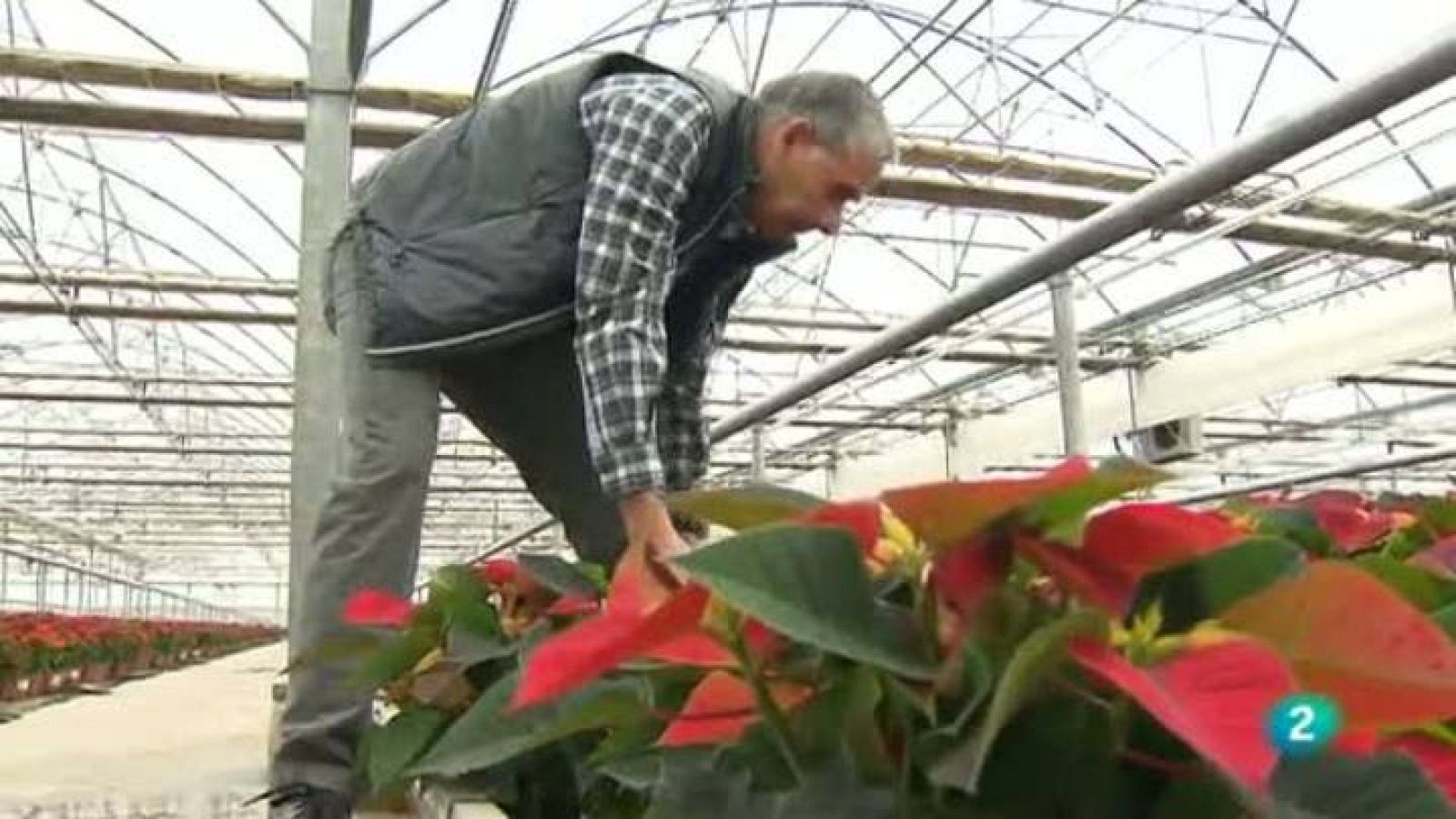 Tinc una idea - Idees i Acció: Cultius Lloveras