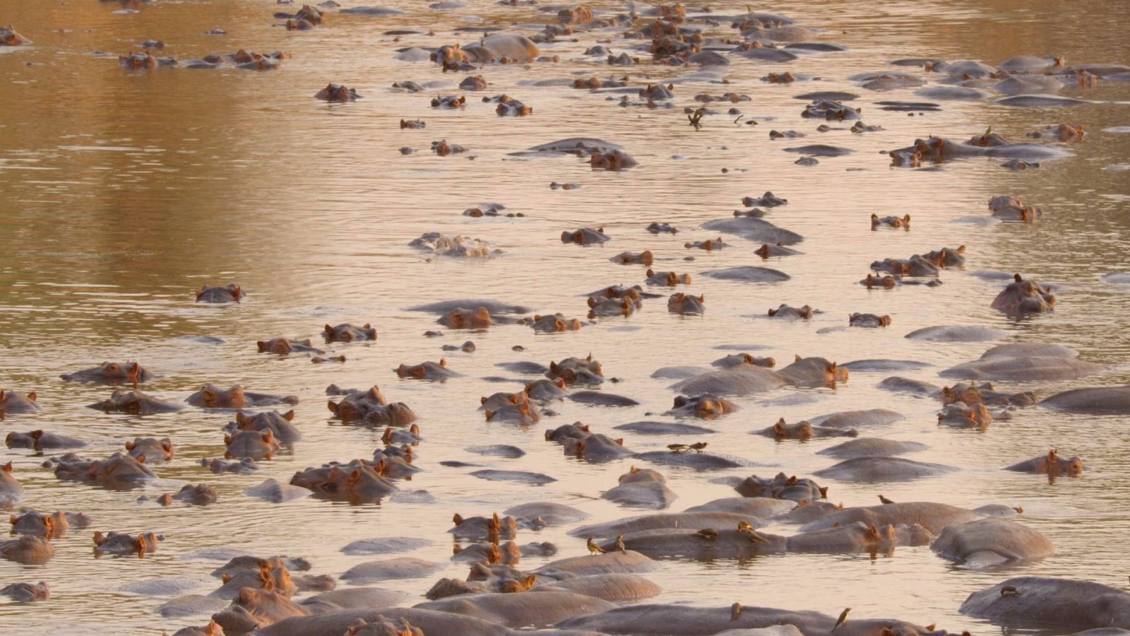 La gran sequía: Empieza la sequía - ver ahora