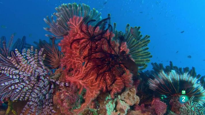 Som Documentals - El Pacífic més salvatge: Esculls barrera