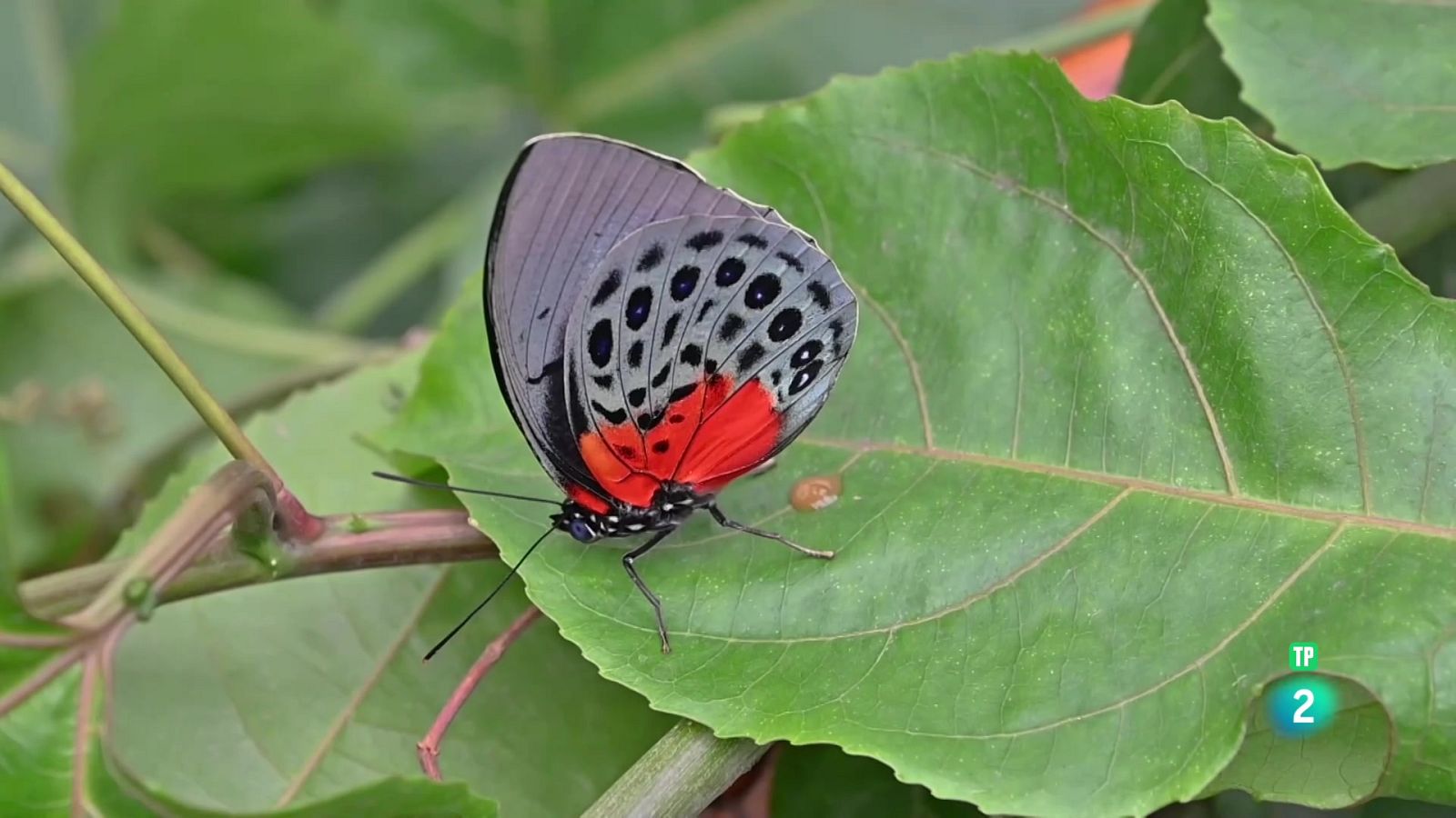 Noticiero Científico y Cultural Iberoamericano | Ver