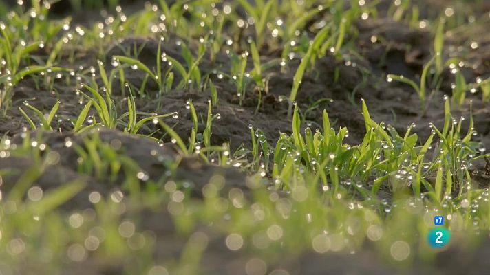 Som Documentals - La gran sequera: L'arribada de les pluges