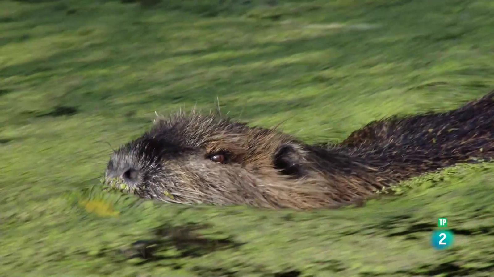Els castors han tornat - Veure ara