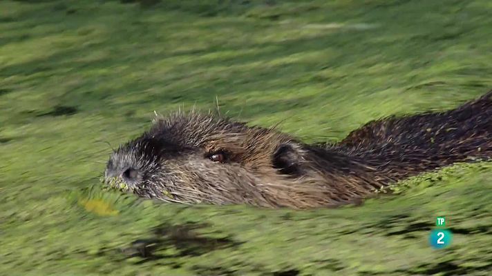 Som Documentals - Els castors han tornat