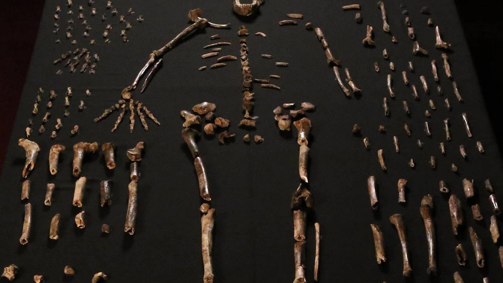 El Homo naledi y sus misteriosas costumbres - Arqueomanía - Arqueomanía | Ver