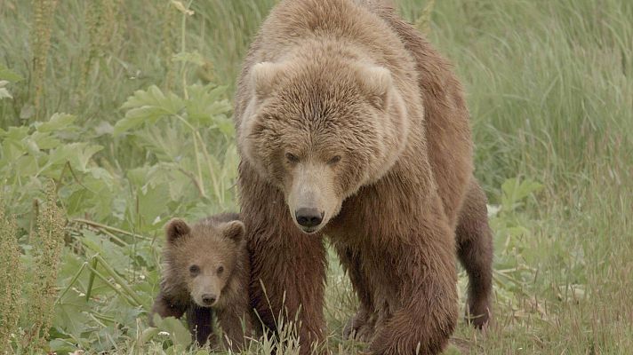 Somos documentales - Los osos gigantes de Alaska - ver ahora